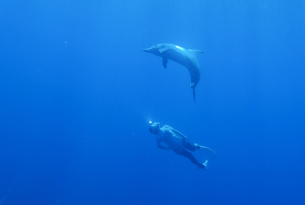 Swimming with or Watching Dolphins