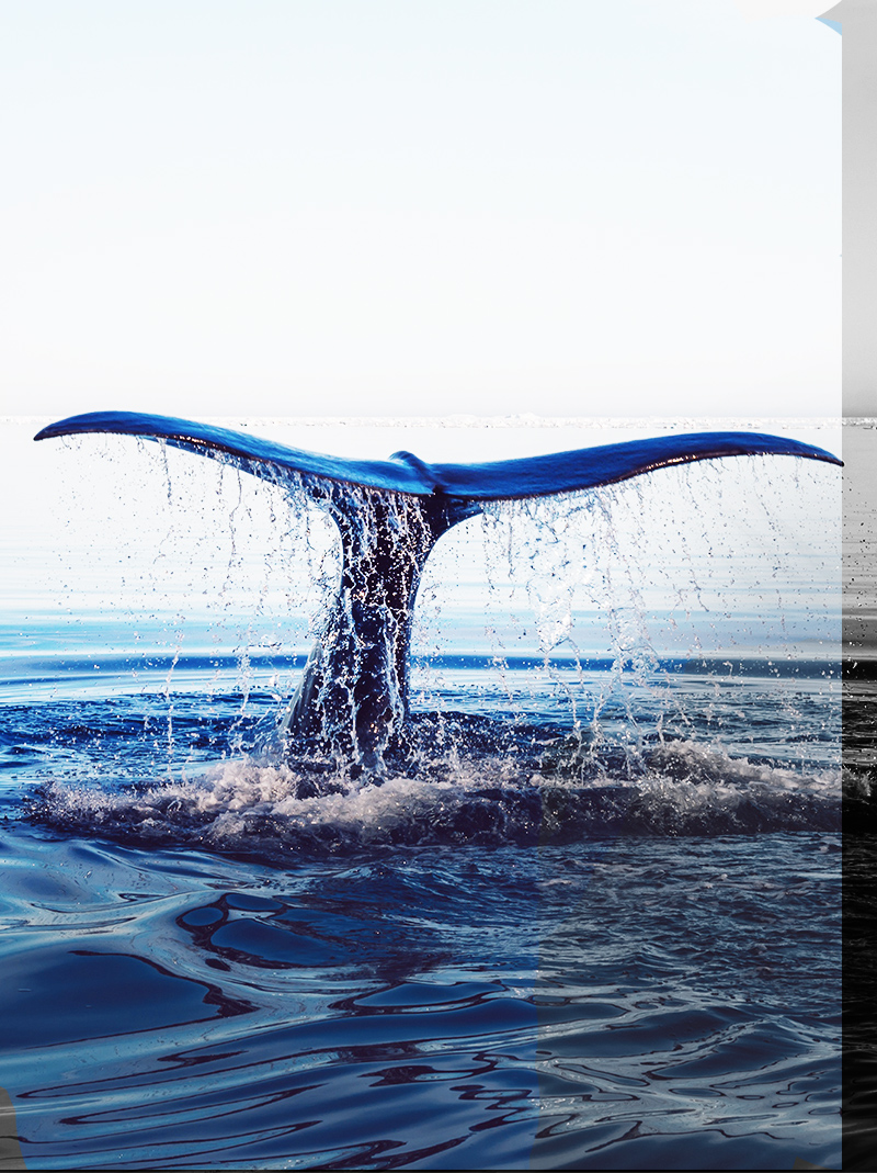 ホエールウォッチング